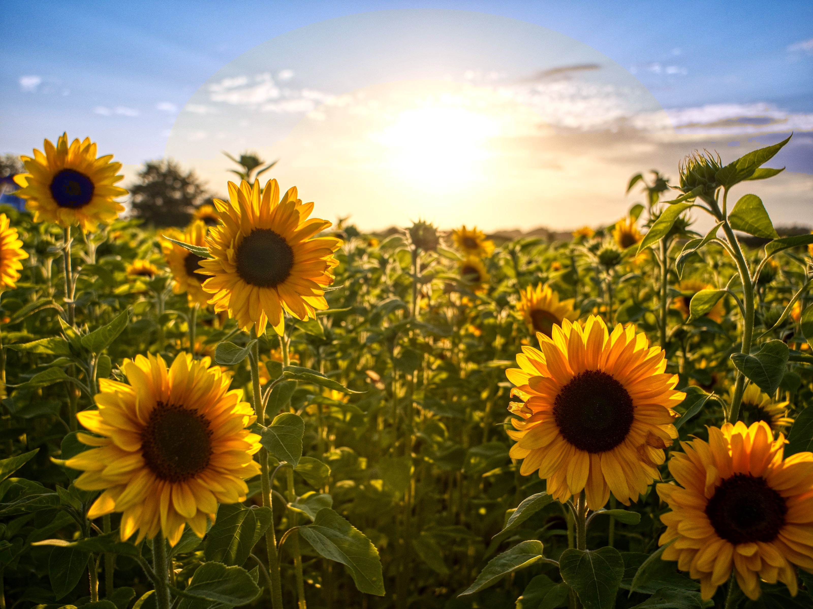 Morning sun rising over a healthy sunflower field under blue sky